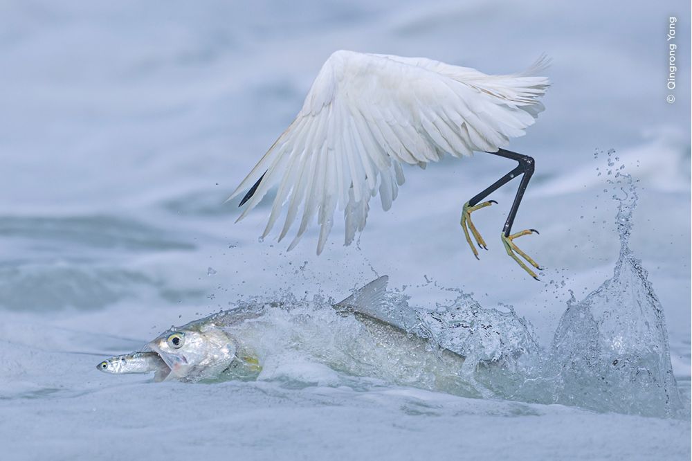 A ladyfish lunges as a little egret poises to strike; the predator’s meal is stolen in a split second.