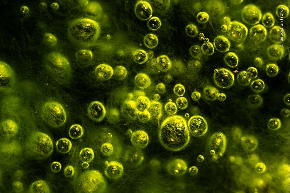 A tiny springtail scampers across neon gas bubbles on an Austrian peat bog — a fragile, carbon-rich habitat where small lives carry big significance