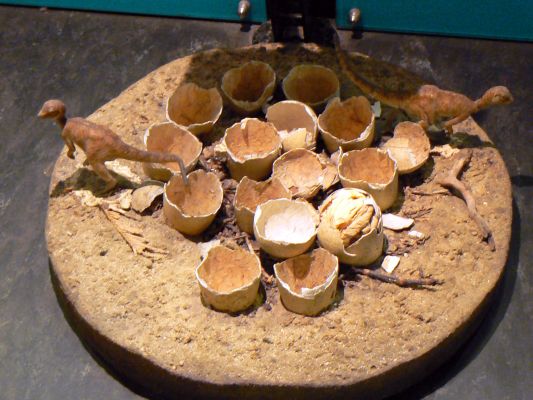 Dinosaur eggs exhibit at the Natural History Museum during a private tour