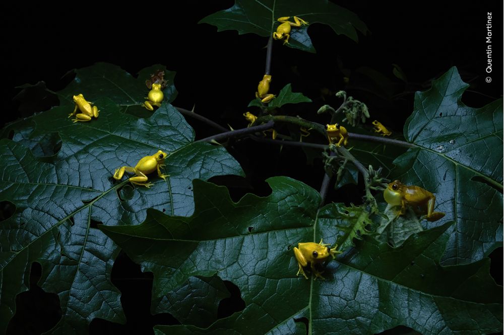Under warm rain in French Guiana, a temporary forest pool erupts into song as lesser tree frogs gather to breed.