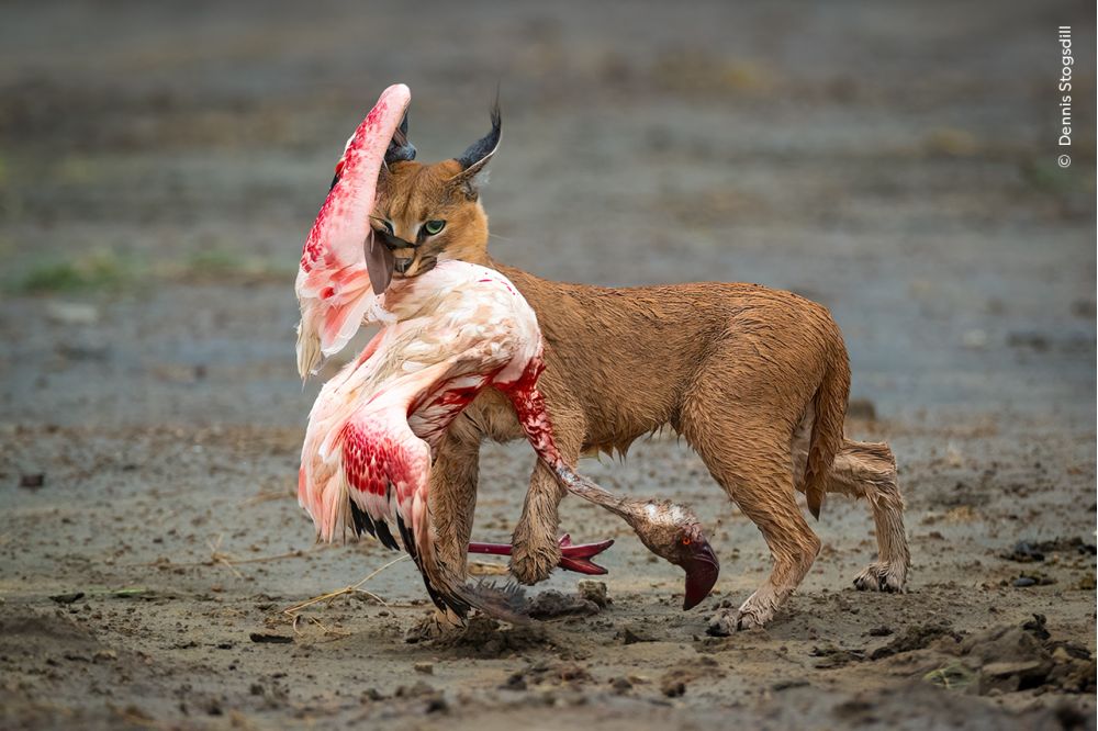 A caracal threads the pink throng at Ndutu Lake, Tanzania, snatching a lesser flamingo with a trademark leap.