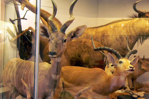 Display of antelopes and other taxidermy animals at the Natural History Museum in London