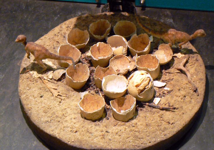 Dinosaur eggs exhibit at the Natural History Museum during a private tour
