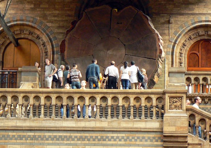 Giant sequoia tree section on display at London's Natural History Museum