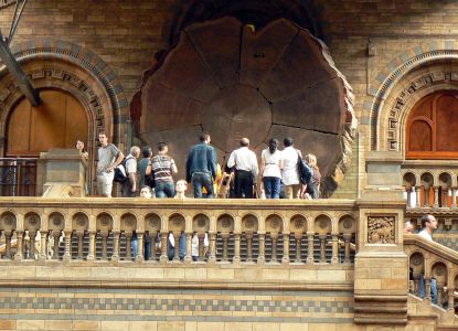 Giant sequoia tree section on display at London's Natural History Museum