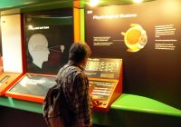 Personalized tour in the Natural History Museum's galleries