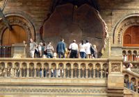 Giant sequoia tree section on display at London's Natural History Museum