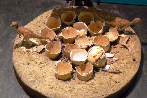 Fossilized dinosaur eggs in a nest at the Natural History Museum in London