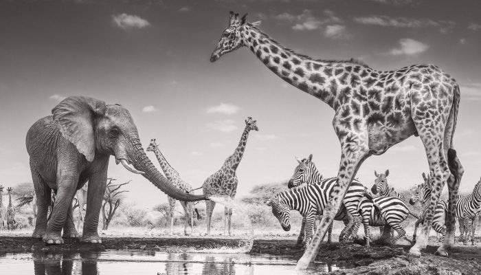 Wildlife Photographer of the Year - London Exhibition 2026