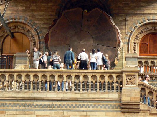 Giant sequoia tree section on display at London's Natural History Museum