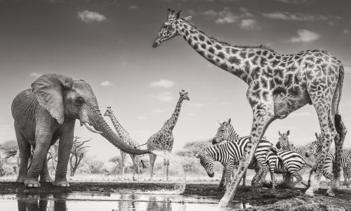 Wildlife Photographer of the Year - London Exhibition 2026