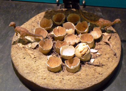 Dinosaur eggs exhibit at the Natural History Museum during a private tour