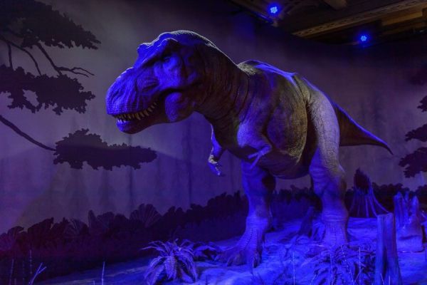 Realistic Tyrannosaurus rex reconstruction at the Natural History Museum in London