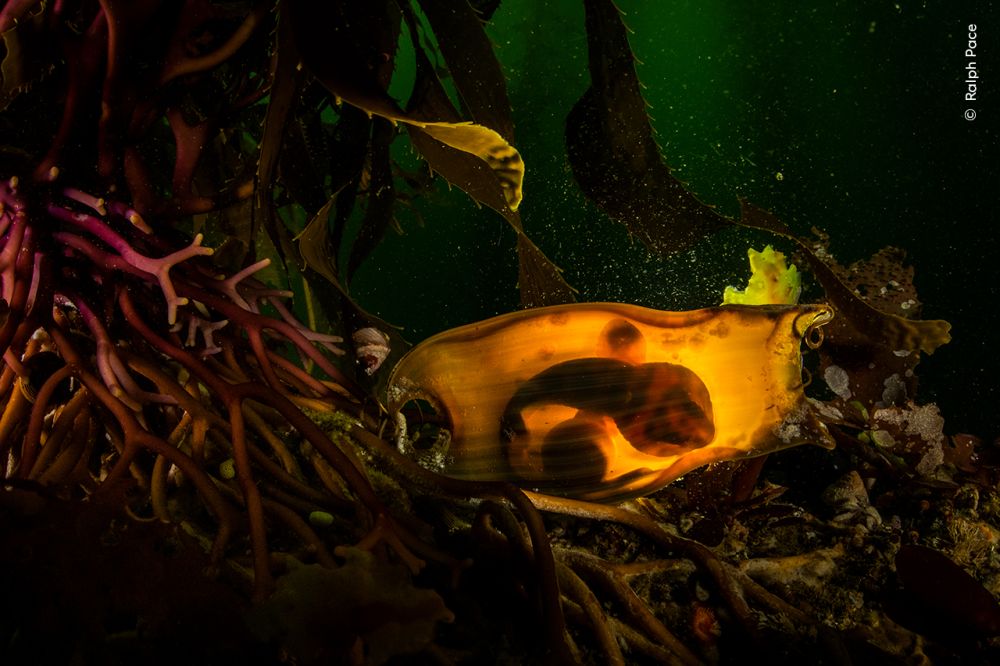 Lit from behind, a swell shark embryo appears within its leathery egg case, suspended among Monterey’s dwindling kelp forests — a delicate life adrift in a changing sea.