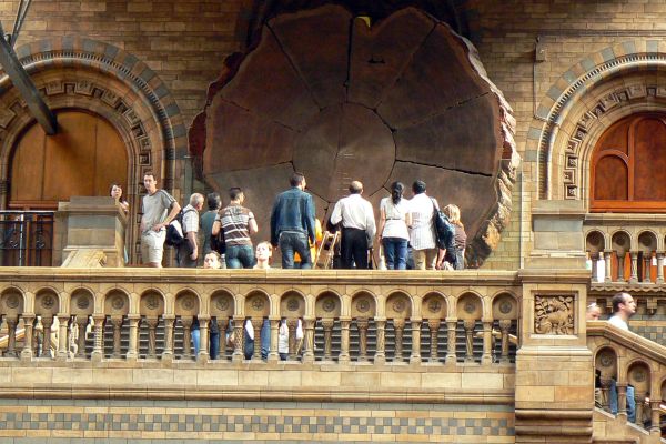 Visitors looking at the giant sequoia tree trunk at the Natural History Museum in London