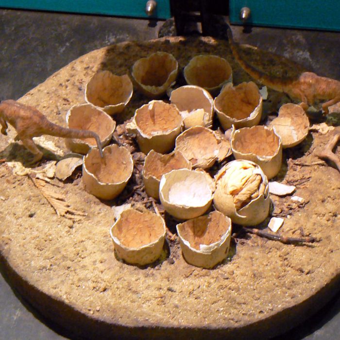 Natural History Museum Tour