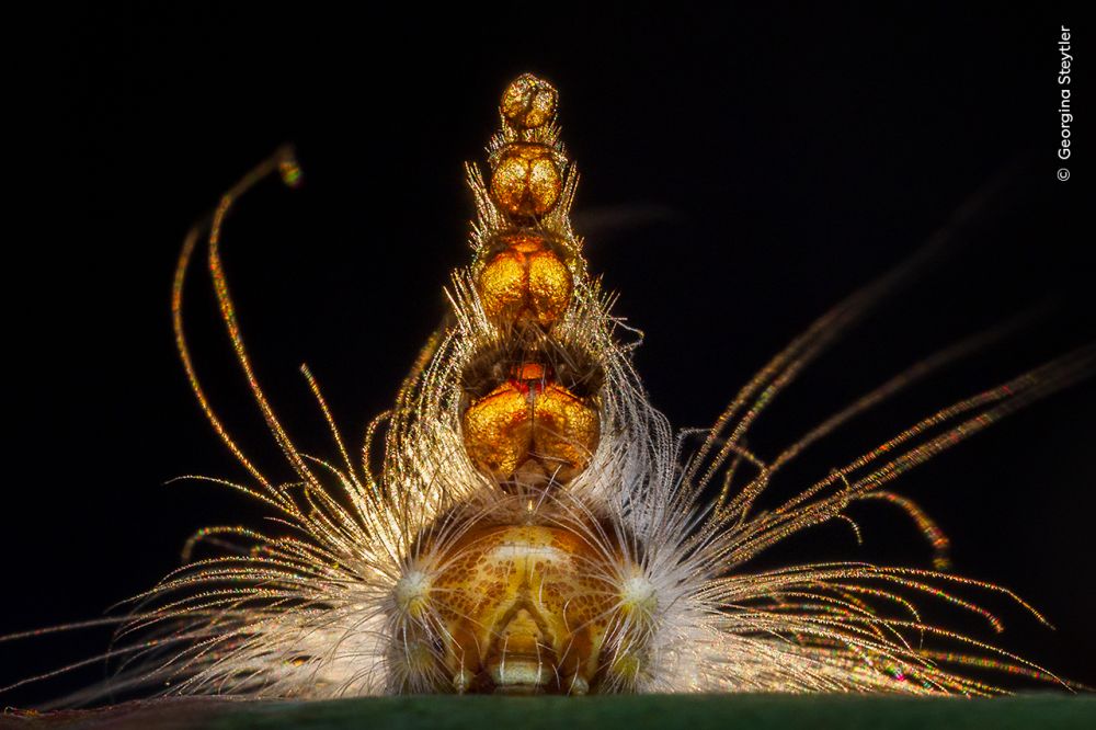 Backlit by sunset, a gum-leaf skeletoniser sports a whimsical “hat” made of past head capsules — a strange defence evolved from every moult.