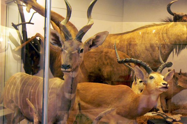 Display of antelopes and other taxidermy animals at the Natural History Museum in London
